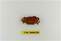 藏品(皺紋團扇蟹)的圖片